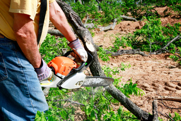 Tree Service Company in Cedar Springs, MI